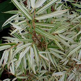 fargesia rufa variegata
